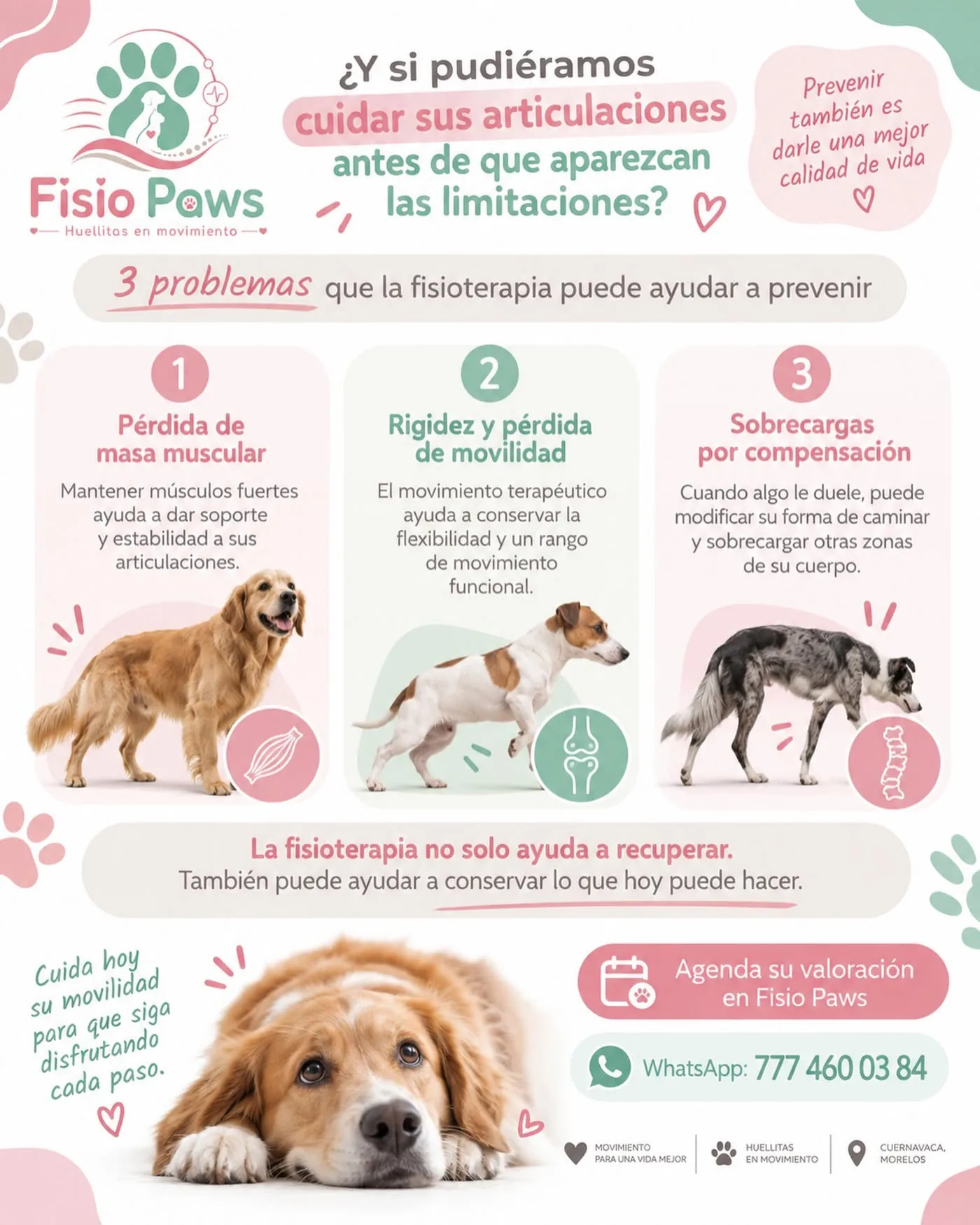 Valoración de movilidad veterinaria